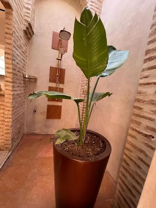 Magnifique Riad Prive 3 Chambres, Terrasse Sur Le Toit A Marrakech Au Coeur De La Medina Marrakesch Marokko